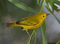 _B234596 yellow warbler